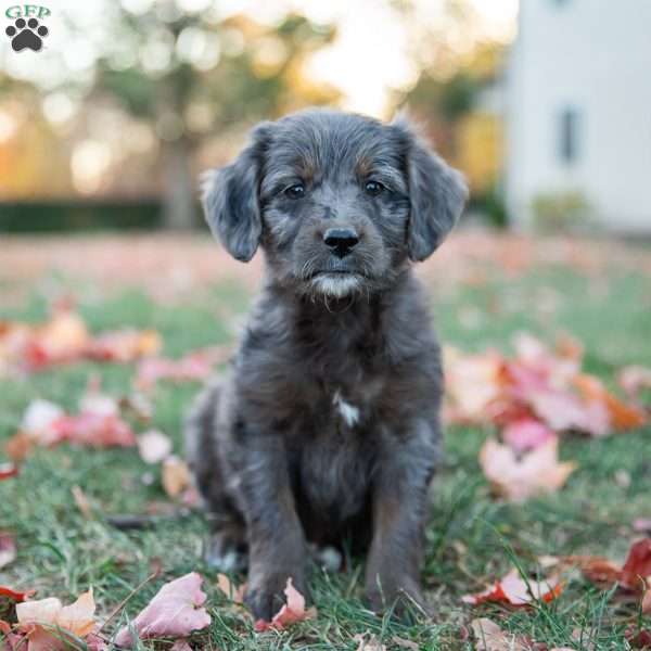 Paige, Mini Goldendoodle Puppy